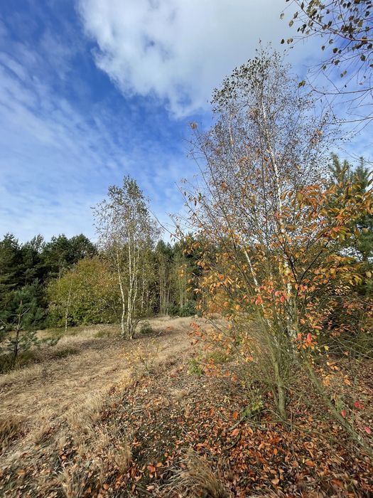 Domek z kominkiem i sauną w Leśnej Polanie- wolne Święta