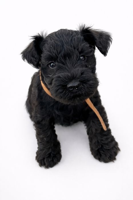 Sznaucer miniaturowy