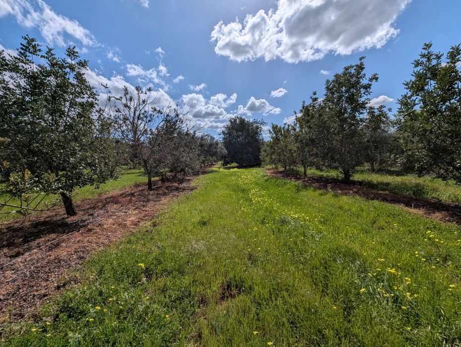 Terreno  rústico Algarve
