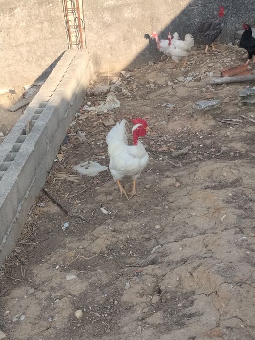 Galos pedrês e branco portuguesa