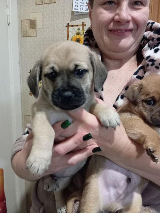 Віддам цуценят маленької породи