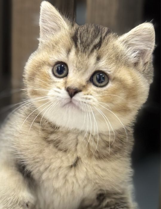 Британские котята шиншила