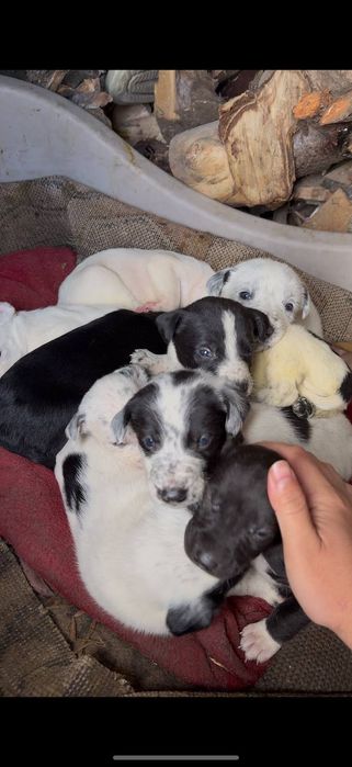 Щенки курцхаар  бесплатно