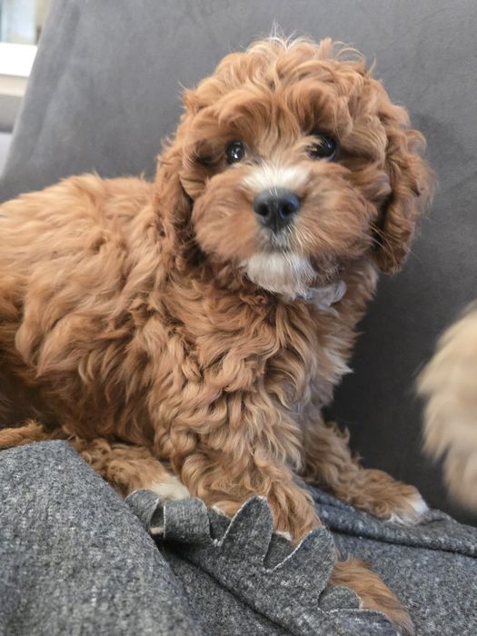 Sunia cavapoo f1