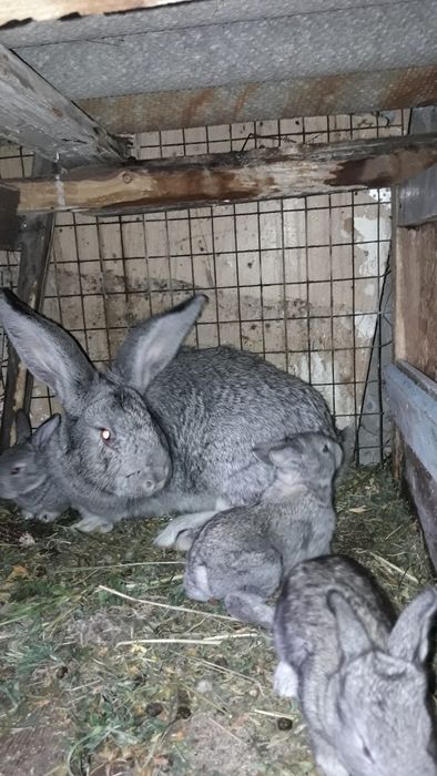 Продам кроленят Європейська шиншила