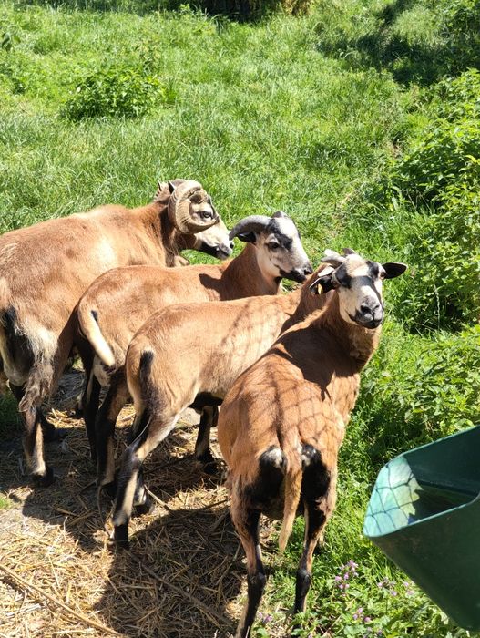 Sprzedam owieczkę,  rasa kameruńska