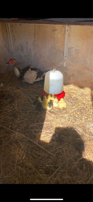 Pata com ninhada de 10 patos