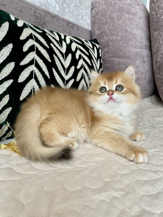 Кошеня британська золота шиншила