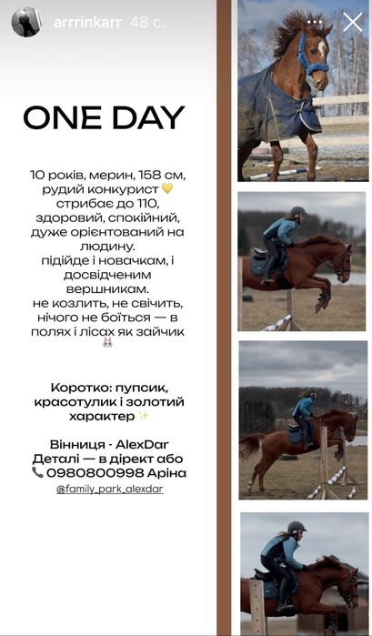 Продам коня, мерина, лошадь конкур