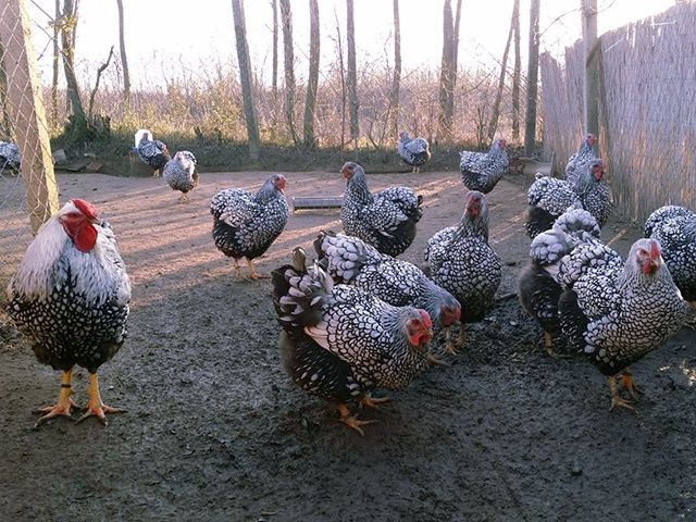 Яйце інкубаційне. Віандот: блакитне золото, біле золото,срібло.Курчата