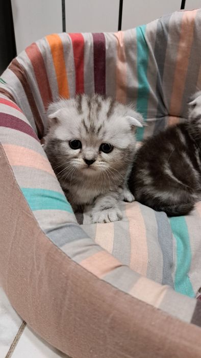 Шотландские котята Вислоушки и Прямоушки