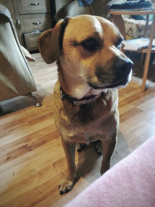 Zaginął pies Bejli