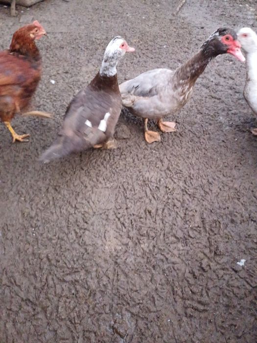 Продам мускусний качки глухі