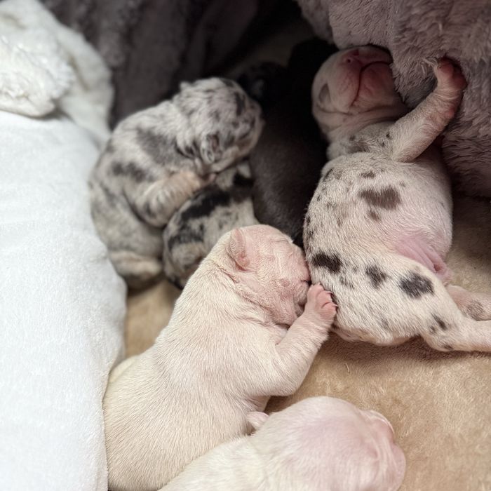 Щеночки французкого бульдога:)