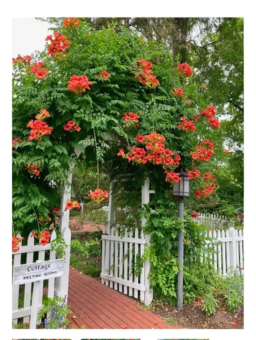 Ліана кампсіс червона багаторічна