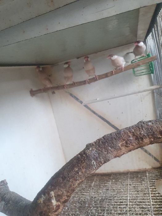 Lonchura oryzivora
