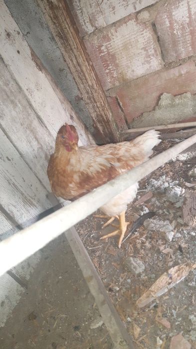 Galo 3meses e tal muito saudável