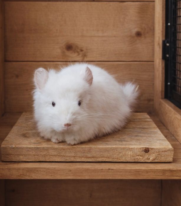 Samiczka RPA Angora 100% szynszyla
