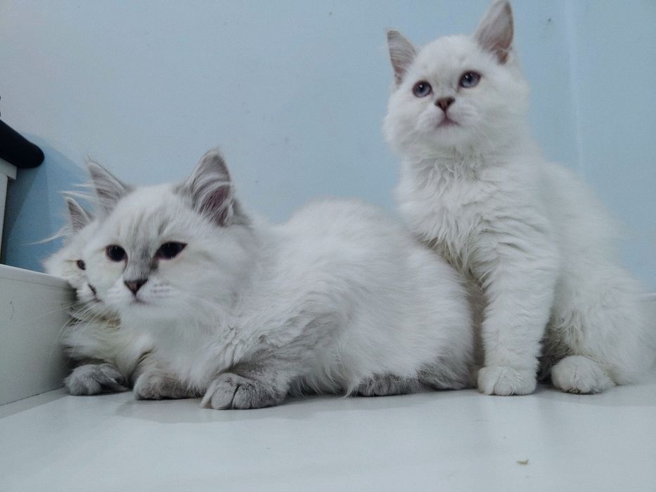 Ragdoll kociak gotowy do odbioru