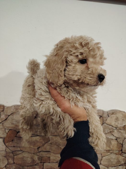 Caniche toy macho