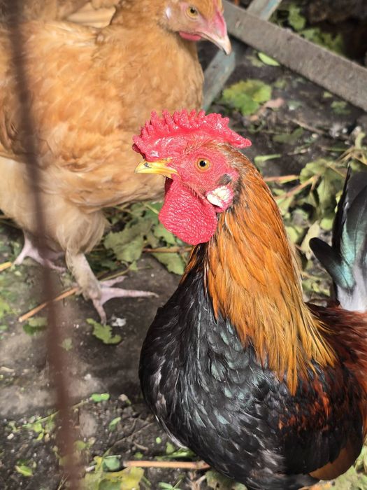 Продам декоративних курей