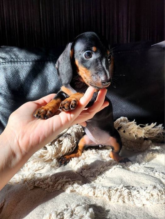 Jamnik króliczy krótkowłosy / gładkowłosy (nie miniaturowy)