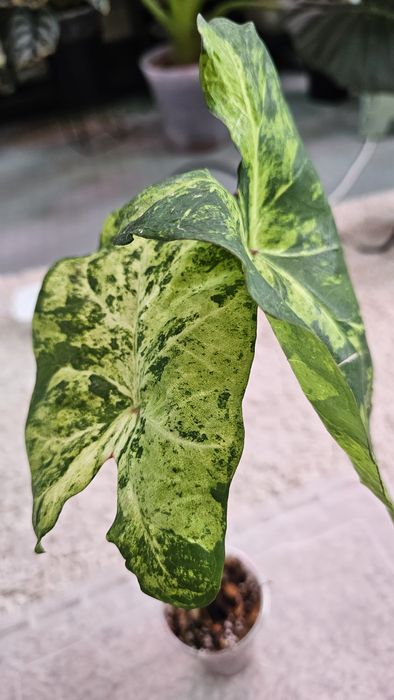 Caladium 'Frog in a Blender Каладиум Жаба в блендере