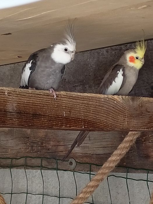 Papugi nimfy i faliste