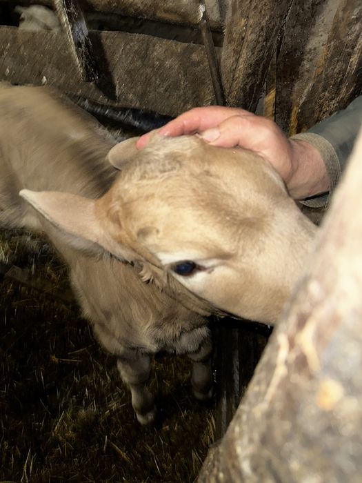 Продам телятко( дівчата)