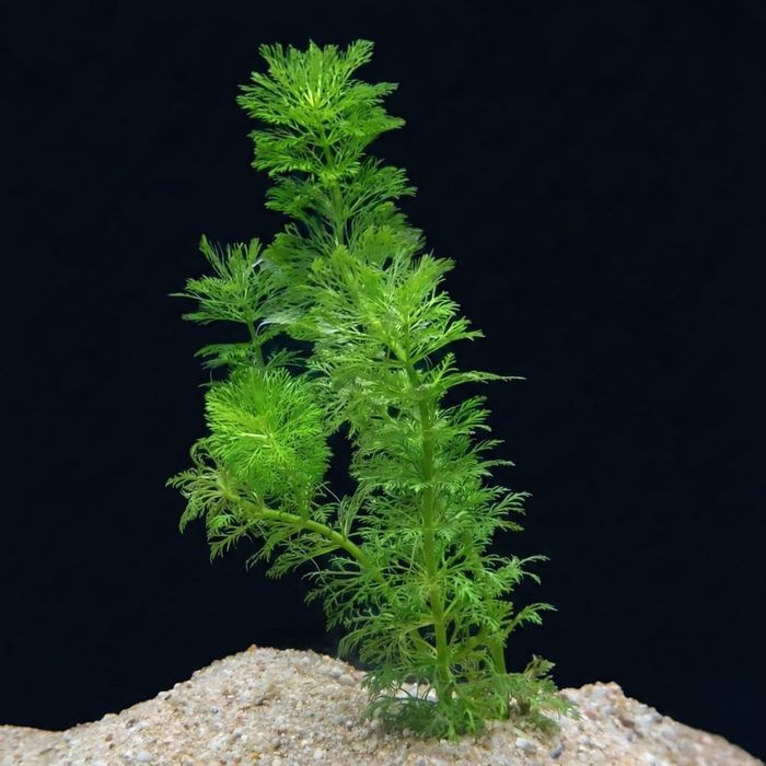 Limnophila sessiliflora – Planta de Crescimento Rápido e Fácil