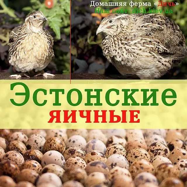 Инкубаційні яйця перепелів  6 порід (селекція Франція, США, Німеччина)