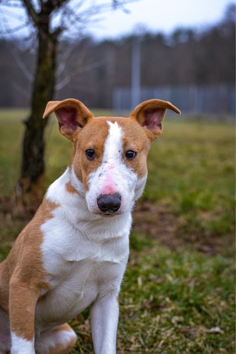 Piękny i wymagający pracy młody pies czeka na odpowiedzialny dom