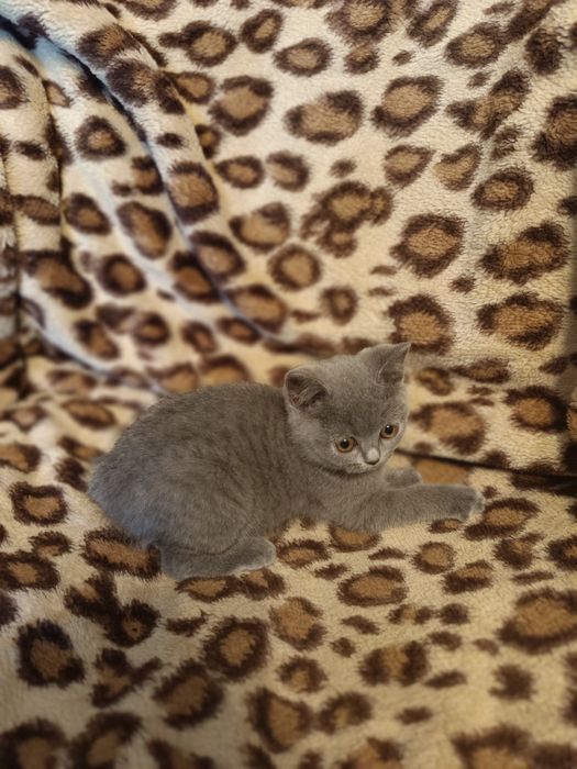 Kot brytyjski niebieski krótkowłosy Beza