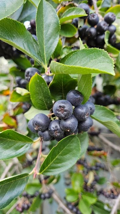 Aronia świeża z własnego ogrodu