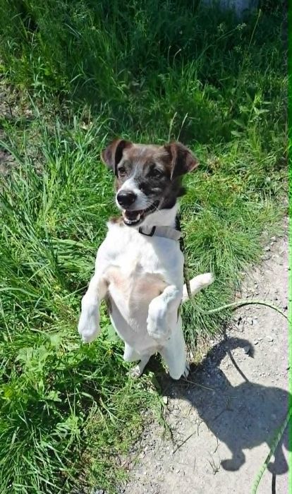 Sarenka pospolita, mały zwinny urwis Franklin szuka kochającego domu