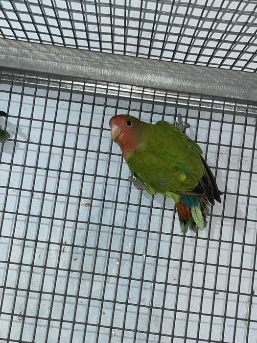 Casal agapornis roseicollis