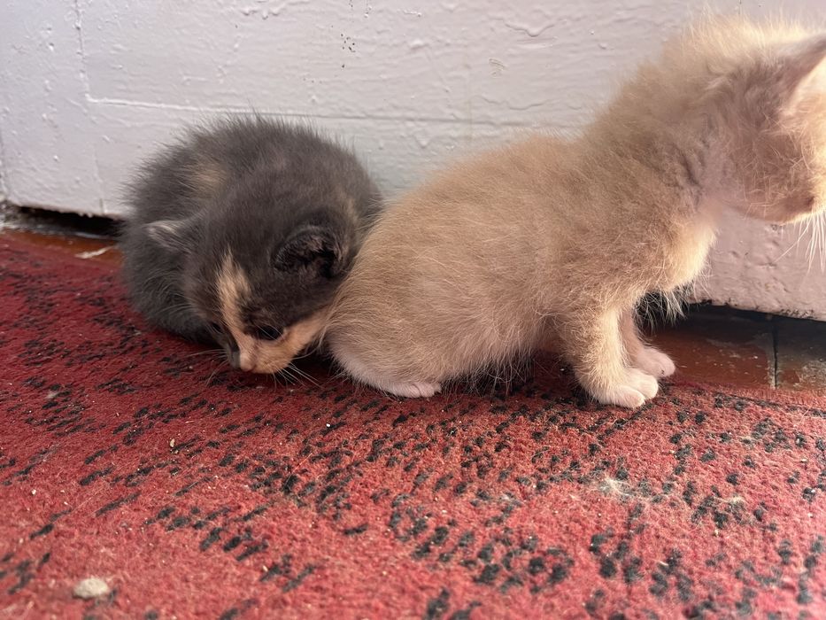 Віддам котиків в добрі руки
