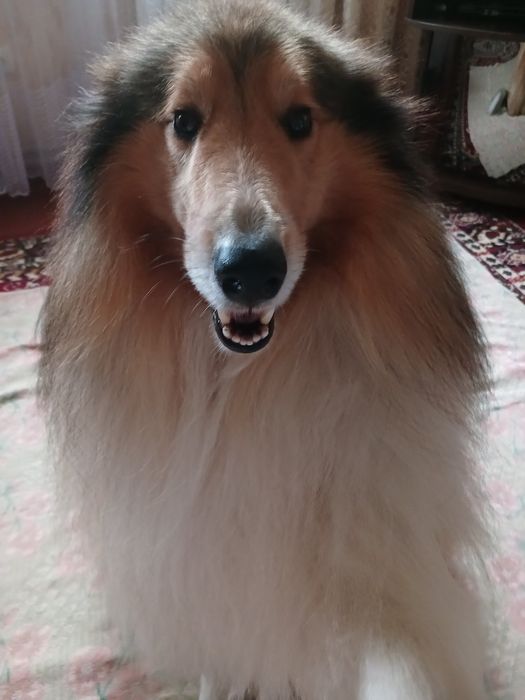 В'язка Коллі (Шотландець)