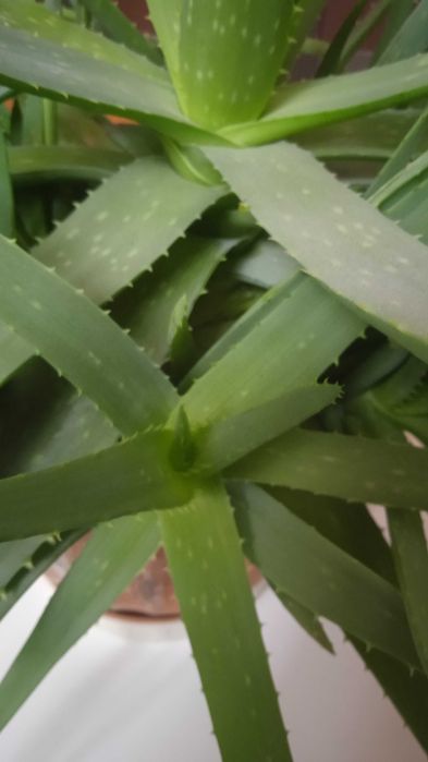 Алоє Вера  однорічні, дворічні