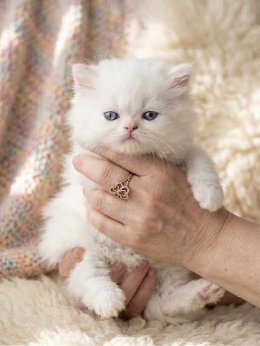 Кошенята перси шукають родину