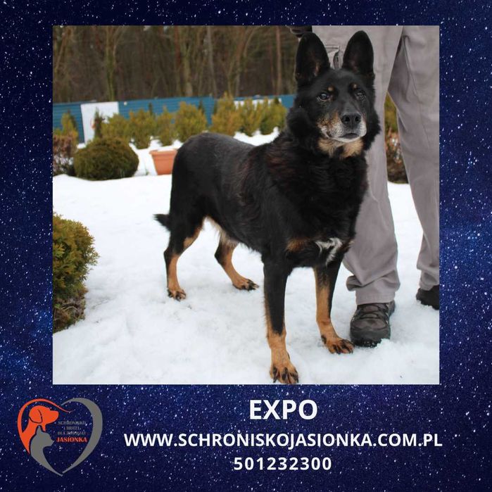 Expo do adopcji – Schronisko Jasionka