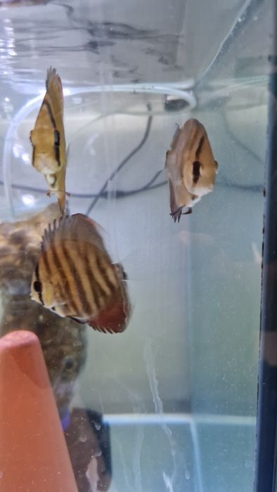 Discus juvenis red cover X turquesa