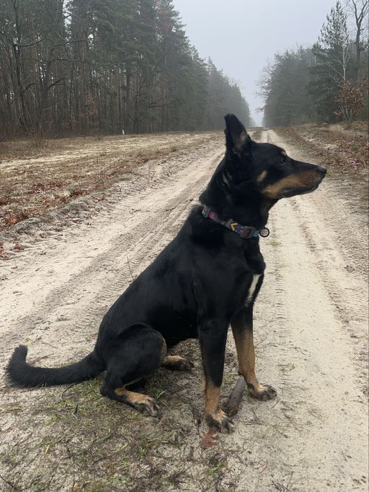 Пропала собака, білки/борова. Звати Джесіка.