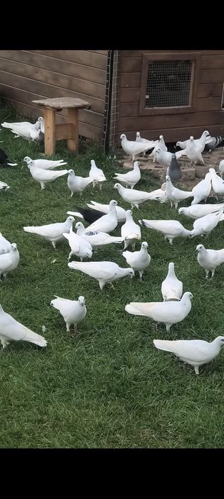 Redukcja stada wylociaki wyszwance