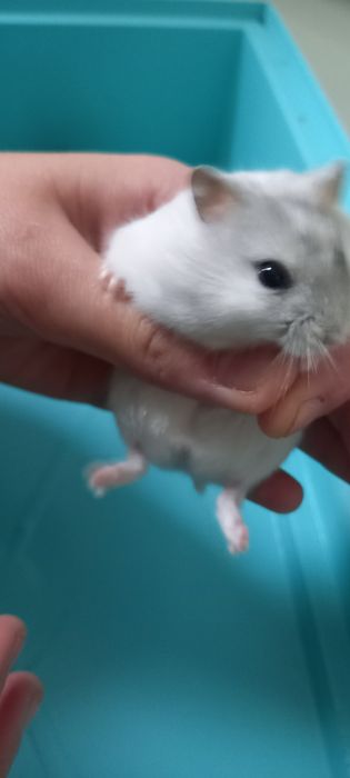 Джунгарские хомячки ,месячные малыши