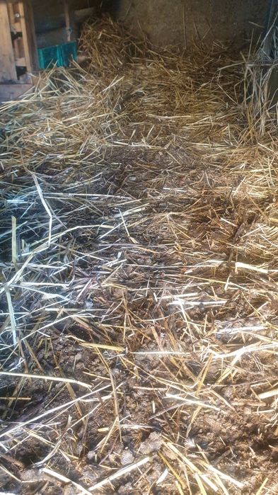 Estrume ovelha GRÁTIS