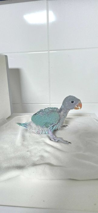 Ring necks para criar á mao