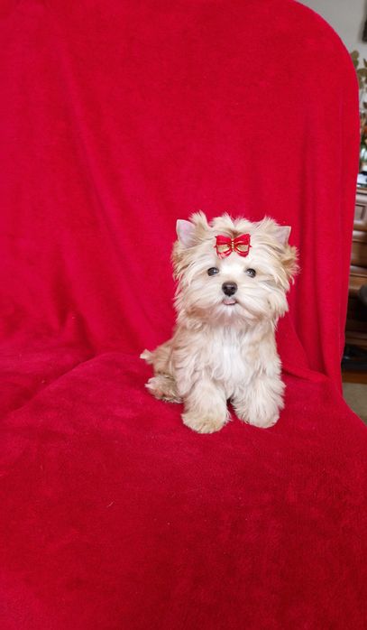 śliczny piesek yorkshire terrier