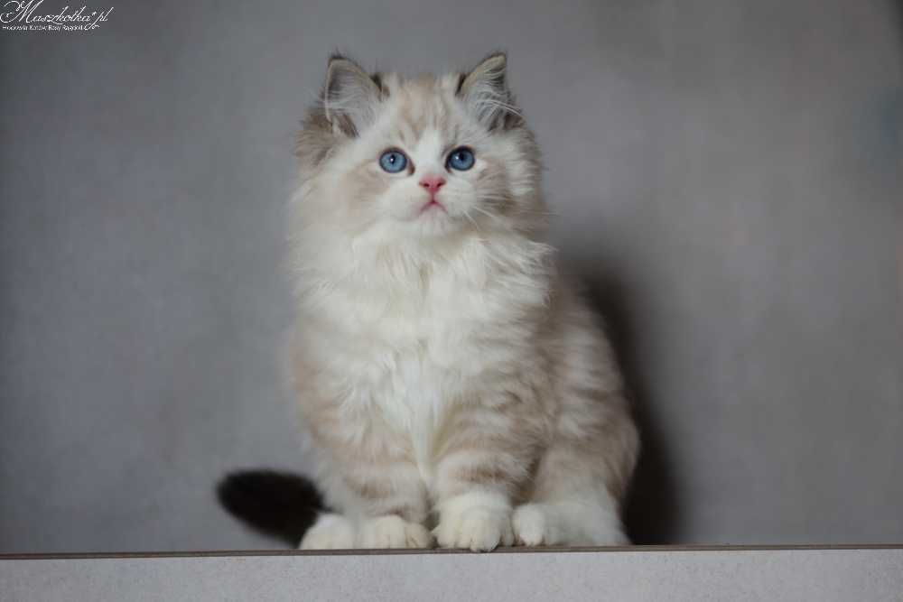 Ragdoll, przepiękny kocurek z rodowodem FPL