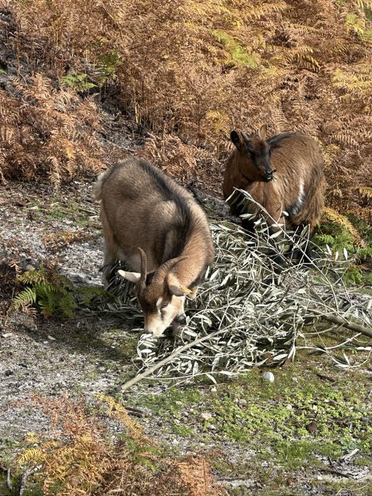 Cabras anã -  femeas